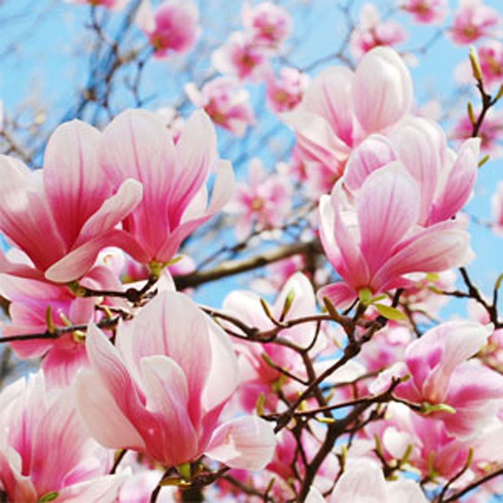 magnolia blossom and raspberry blush